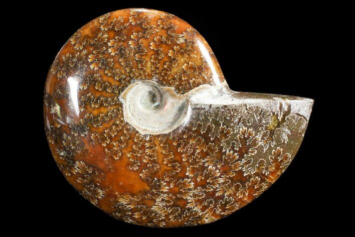 Polished, Agatized Ammonite (Cleoniceras) - Madagascar #88153